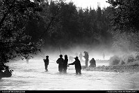 Photo by RhondaRogalski | Cooper Landing  russian river, alaska, cooper landing, sockeye, salmon, mist, fog, fishing, fish
